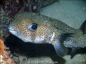 Porcupinefish with cleaning goby. Dc1000 with single flash by Robert Michaelson 